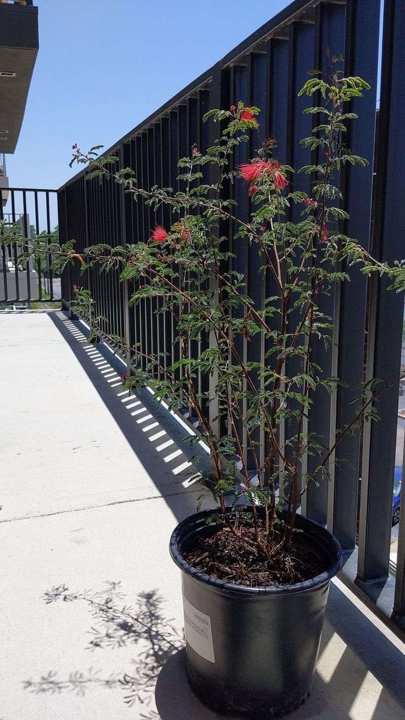 Baja Fairy Duster Brings Soft Red Blooms And Hummingbirds