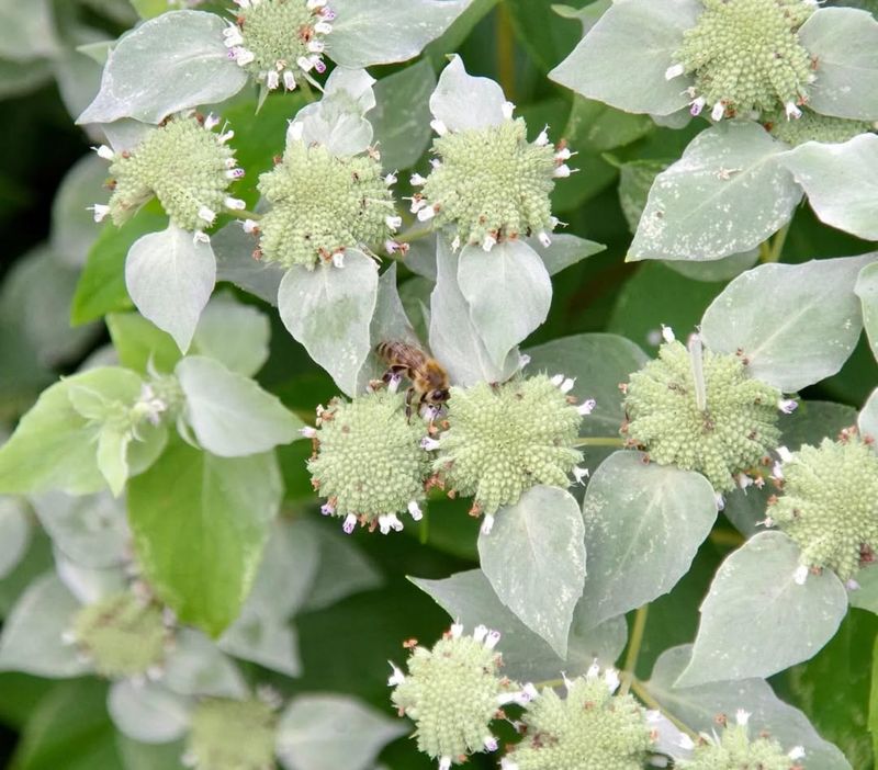 Mountain Mint