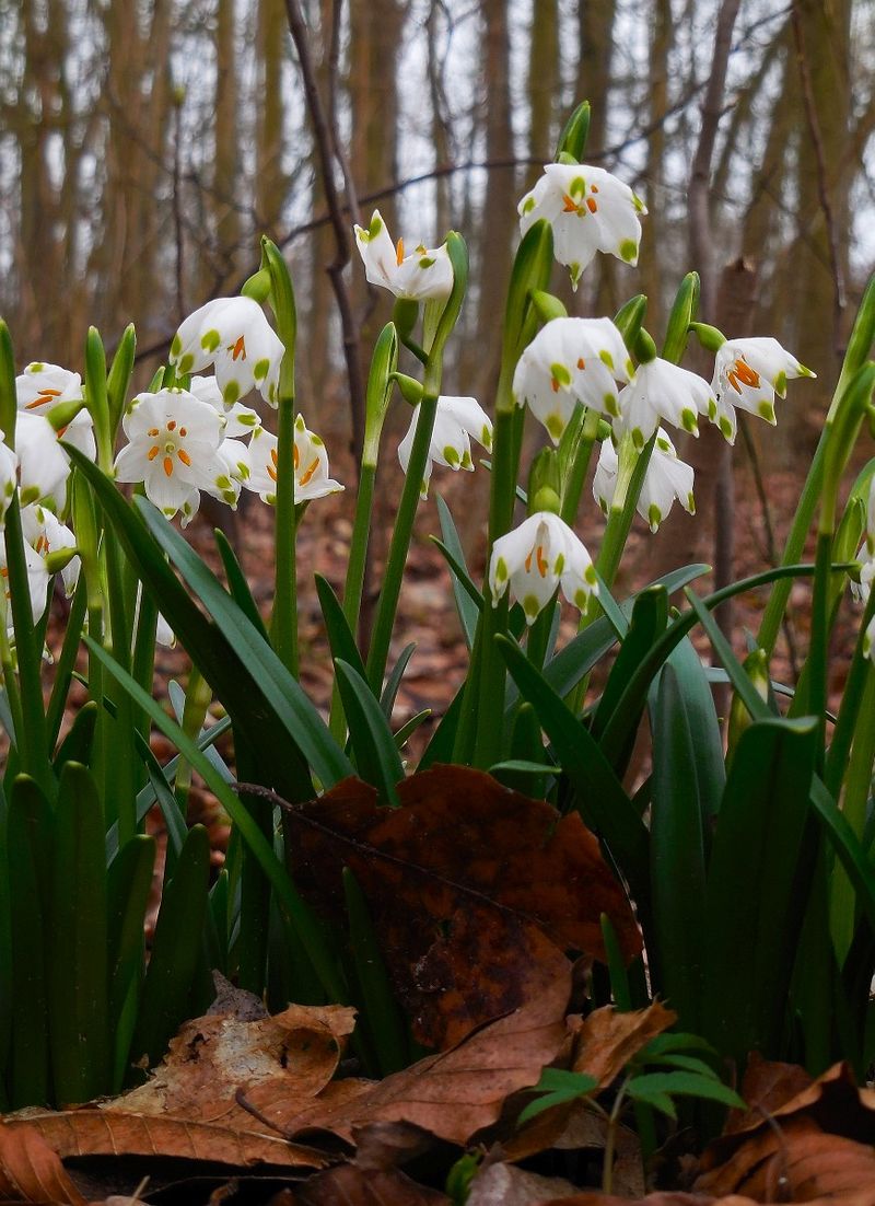 Spring Snowflake Opens Graceful Bells In Cold Soil