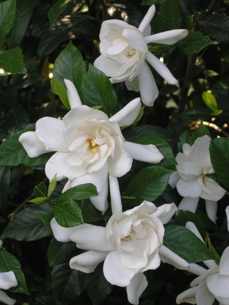 Elegant White Blooms Create Timeless Curb Appeal