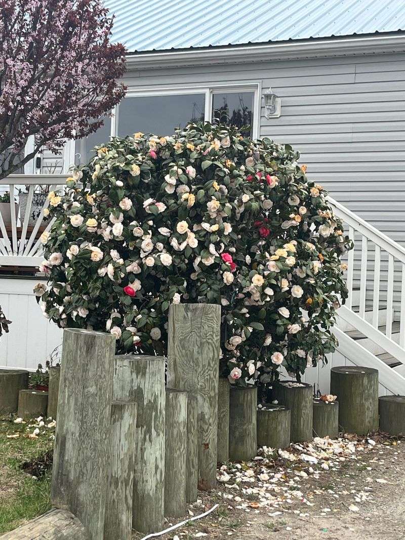 The Secret To Perfect Front-Door Placement