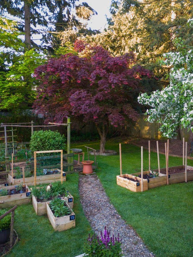 Graceful Form And Longevity Bring Balance With Japanese Maple