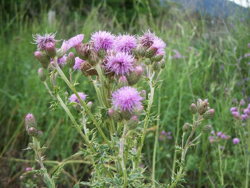 Canada Thistle (Cirsium arvense)