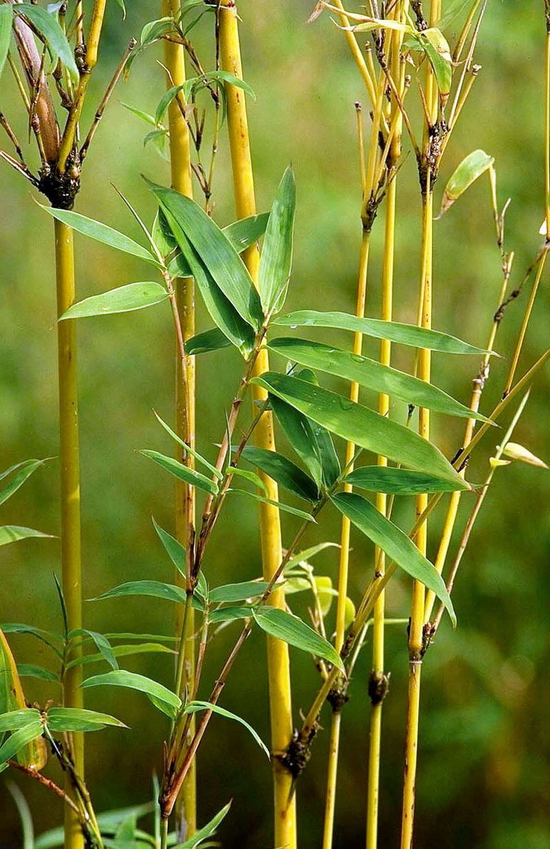 Golden Goddess Bamboo (Bambusa multiplex 'Golden Goddess')