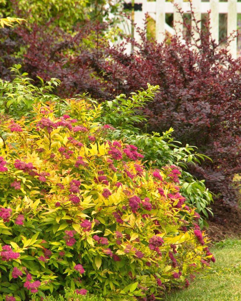 Golden Spirea Brings Fresh Spring Color