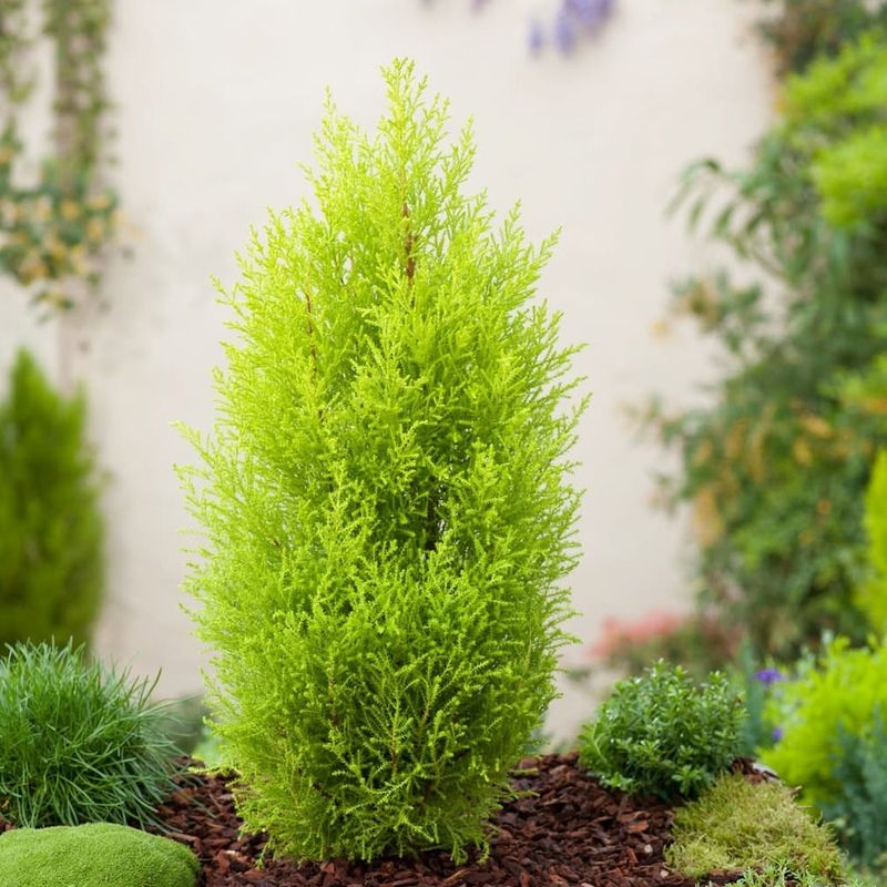Lemon Cypress (Cupressus macrocarpa 'Goldcrest')
