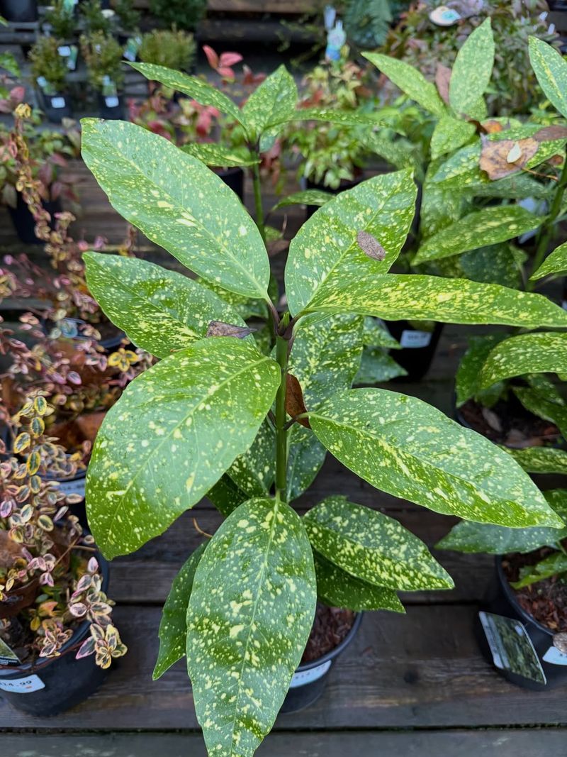 Gold Dust Aucuba Thrives In Georgia Shade