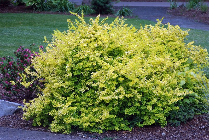Golden Barberry (Berberis thunbergii 'Aurea')