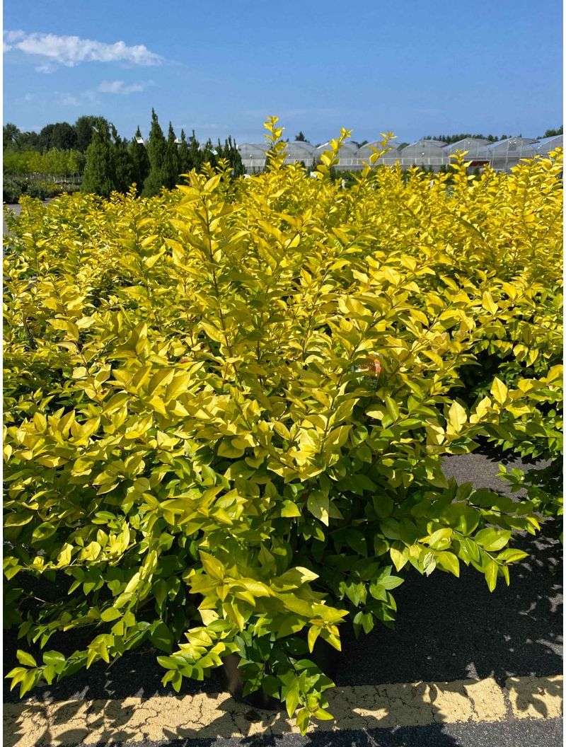 Golden Vicary Privet