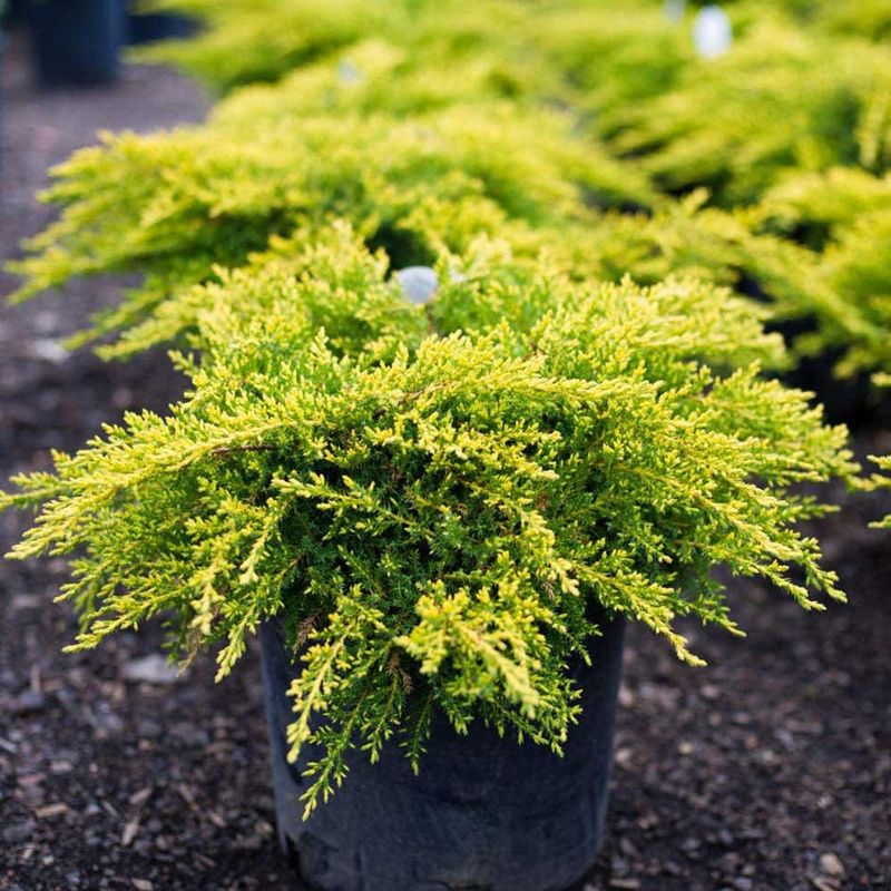 Gold Coast Juniper (Juniperus chinensis 'Gold Coast')