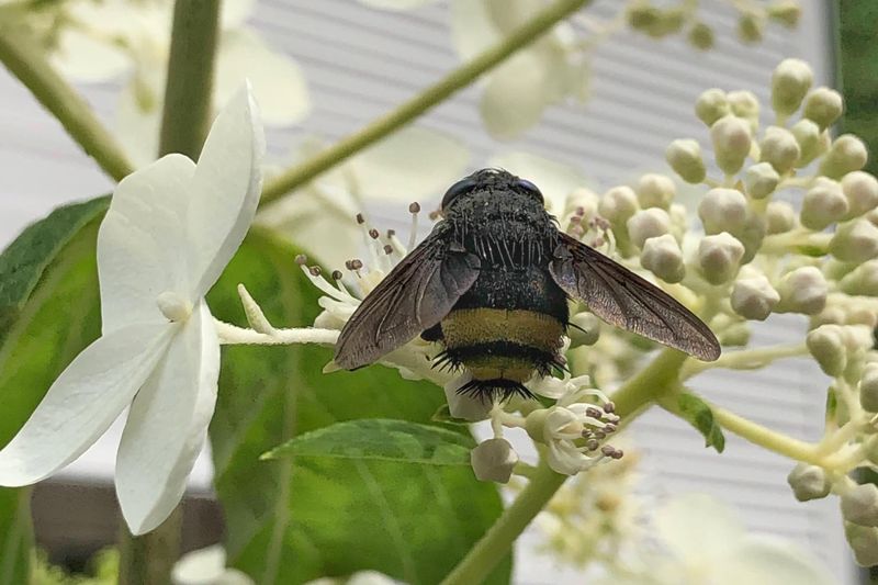 Oakleaf Hydrangea Provides Native Blooms For Spring Pollinators