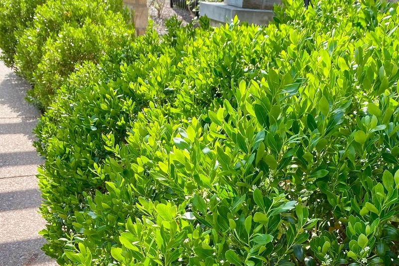 Inkberry Holly Stays Evergreen With Light Pruning Only