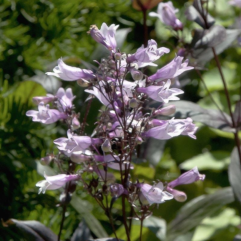 Penstemon Beardtongue Brings Late Spring Nectar