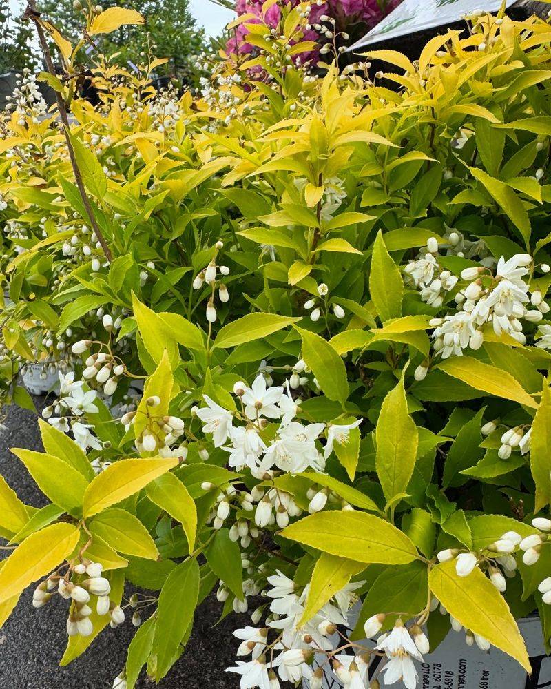 Golden Deutzia Brightens Compact Spaces