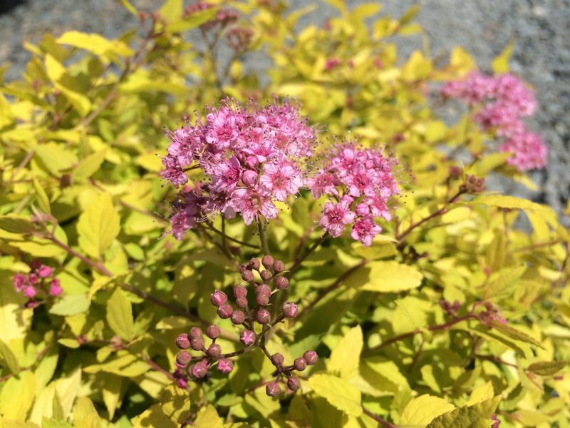 Gold Mound Spirea
