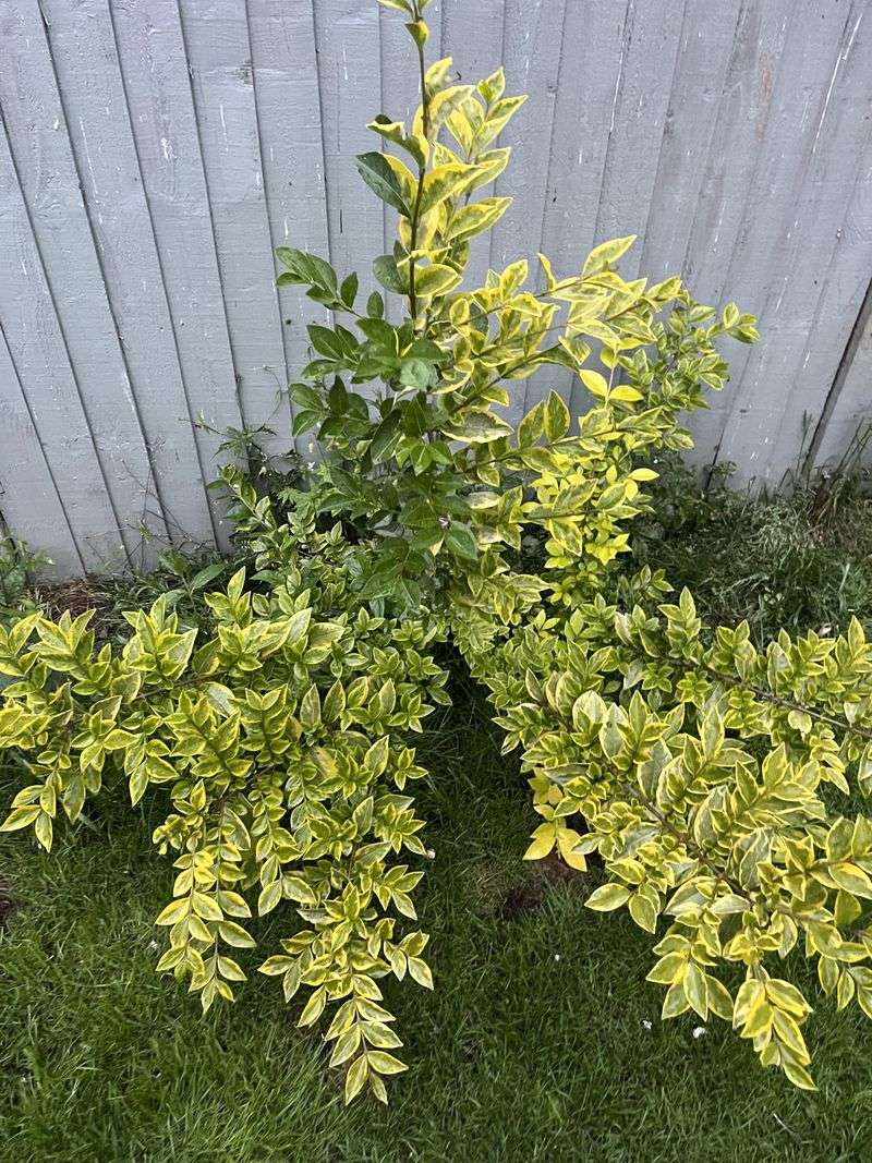 Variegated Privet Makes Borders Pop