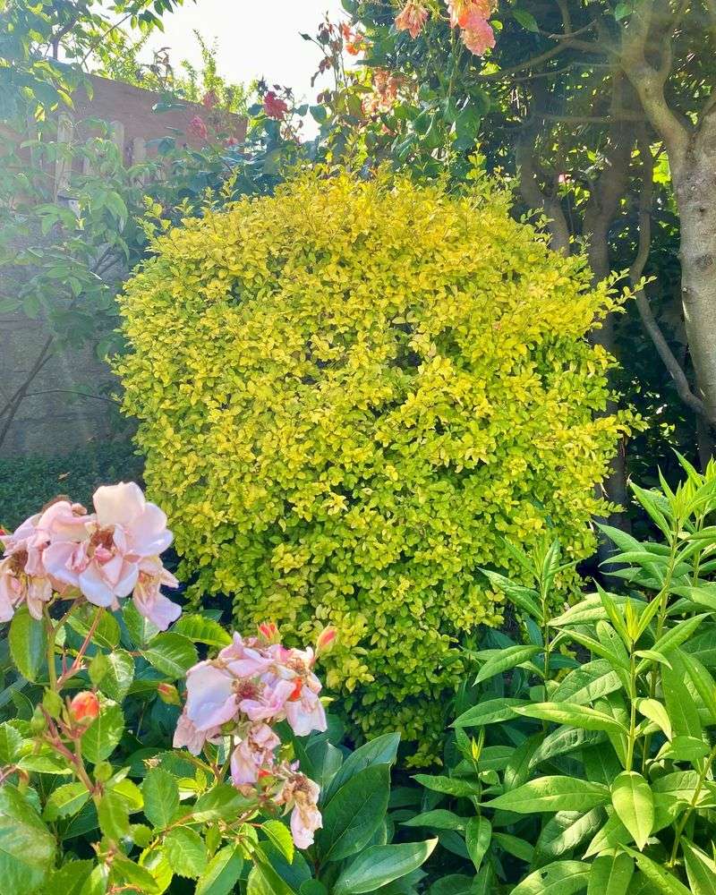 Sunshine Ligustrum (Ligustrum sinense 'Sunshine')