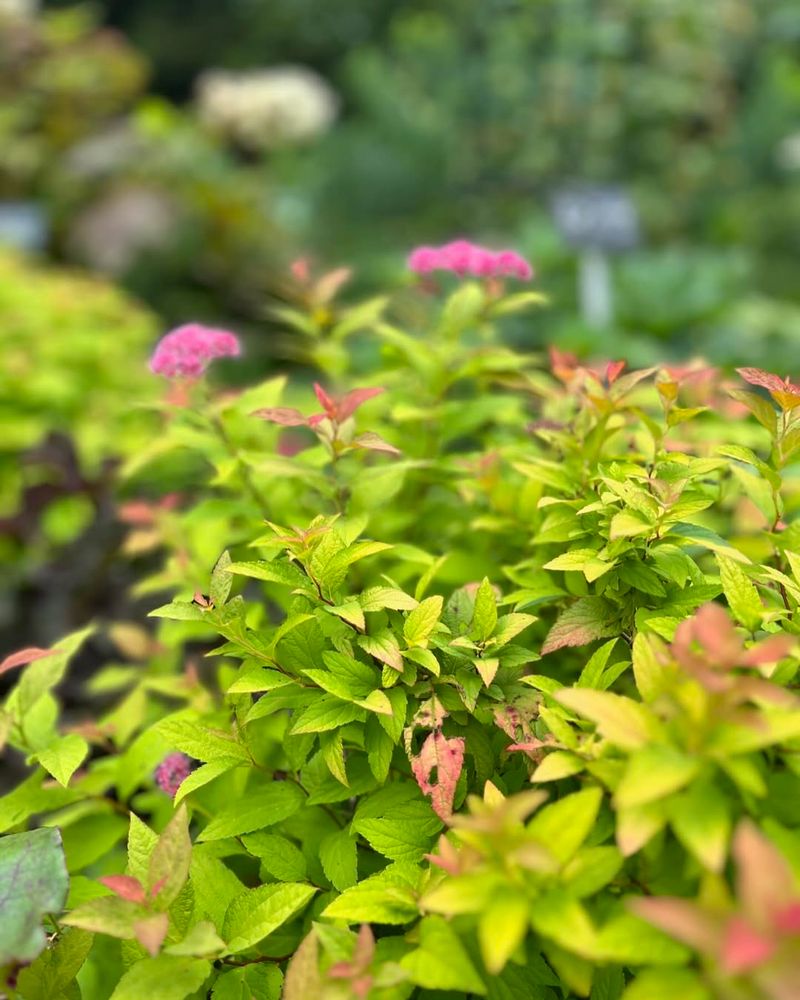 Gold Flame Spirea (Spiraea japonica 'Goldflame')