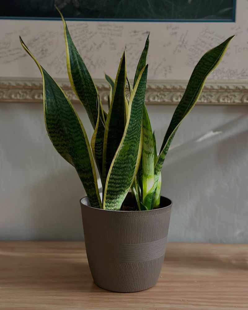 Snake Plant That Stays Tough In Warm Humid Spaces