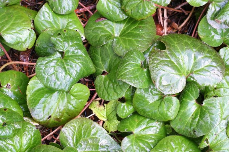 Wild Ginger Fills Shady Spots With Dense Coverage