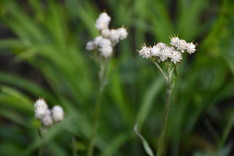 Plantain Pussytoes That Tolerate Dry Soil