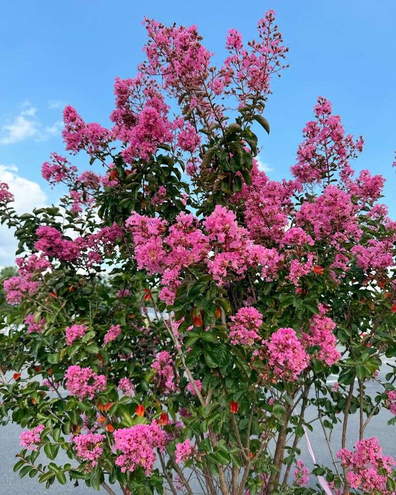Crape Myrtle Trees (Lagerstroemia Indica – Dwarf Cultivars)