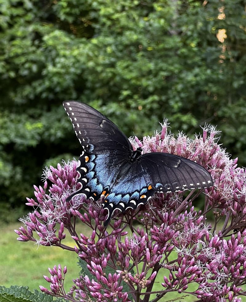 Joe Pye Weed Commands Attention In Late Summer