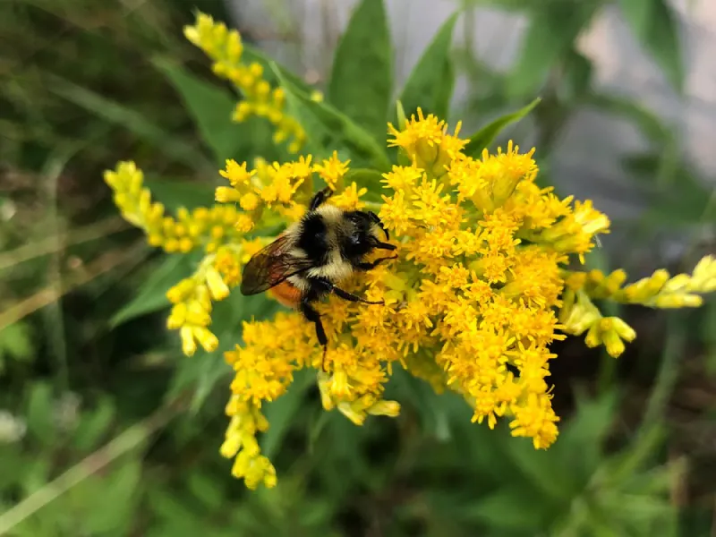 Provides Critical Late-Season Food For Bee Survival
