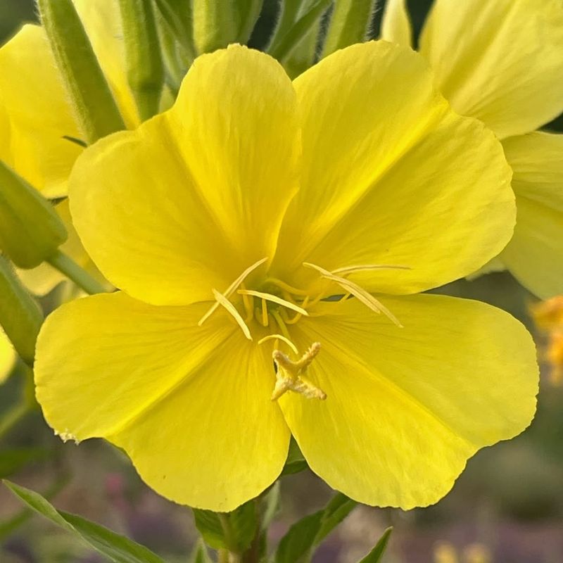Evening Primrose Glows In Poor Soils