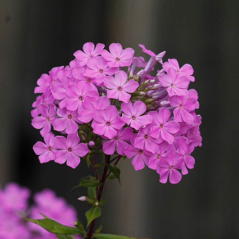 Phlox (Garden Or Native Types)