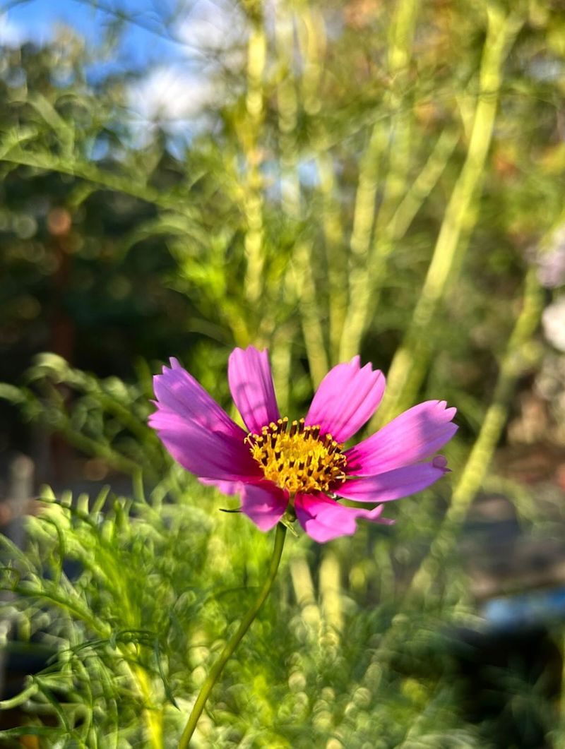 Cosmos (Cosmos bipinnatus)