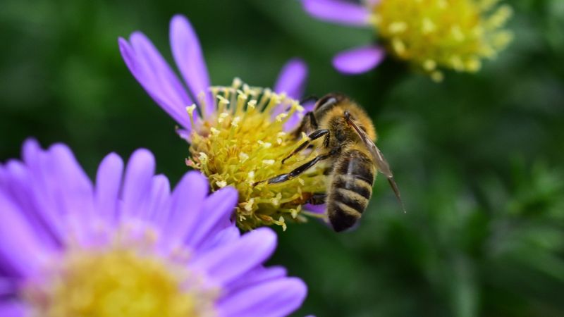 Aster Extends The Pollinator Season Into Fall