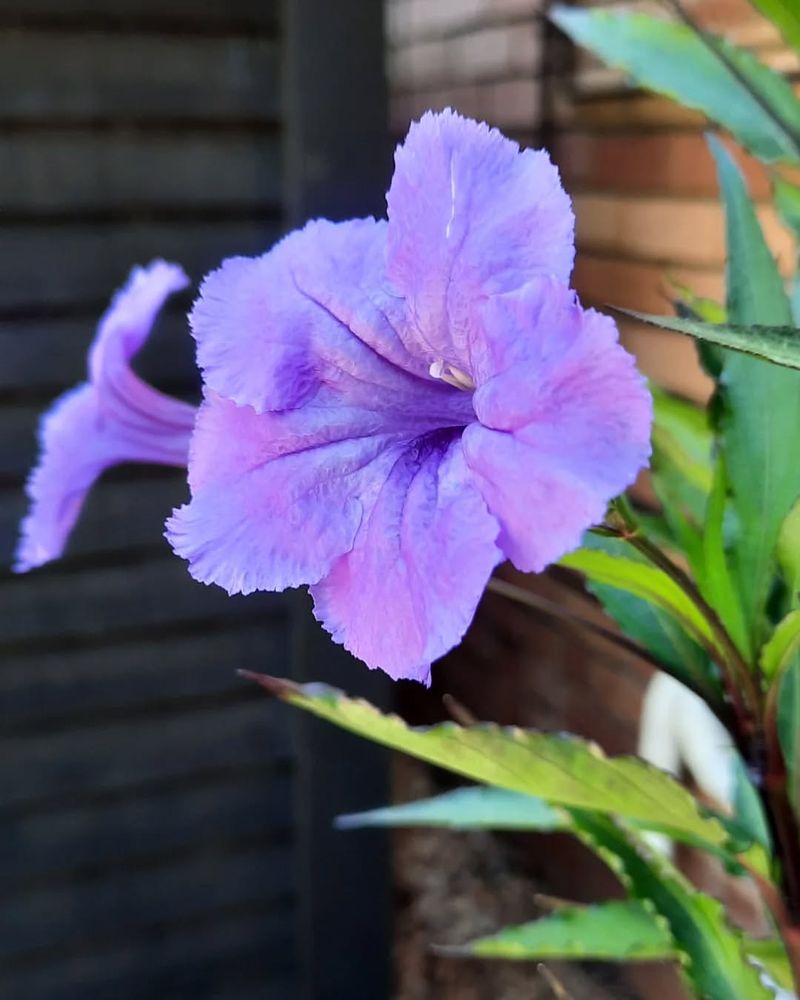 Ruellia / Mexican Petunia (Ruellia Simplex)