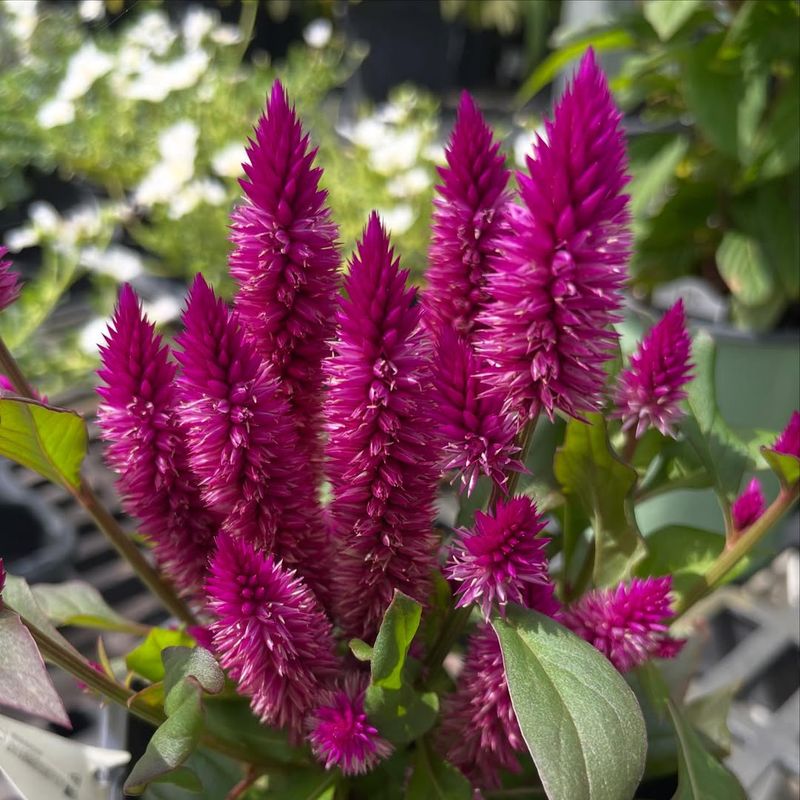 Celosia