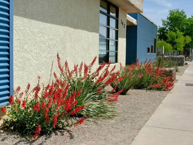 Firecracker Penstemon Survives Heat Followed By Cool Evenings