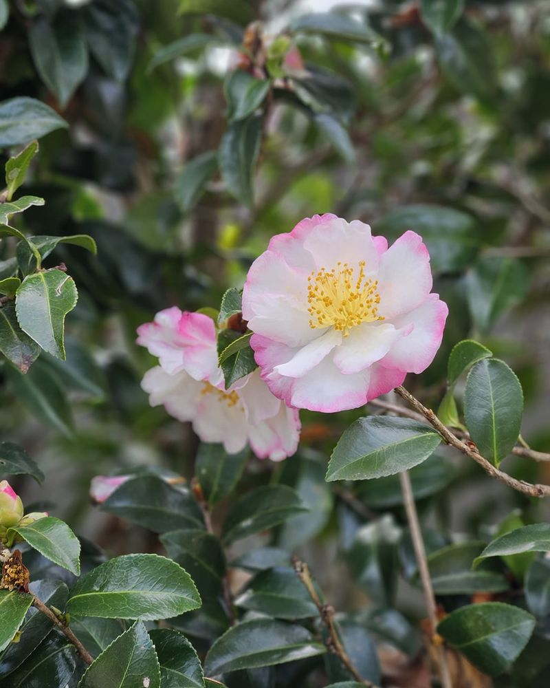 Reliable Green Backdrops Keep Spaces Grounded Using Camellias