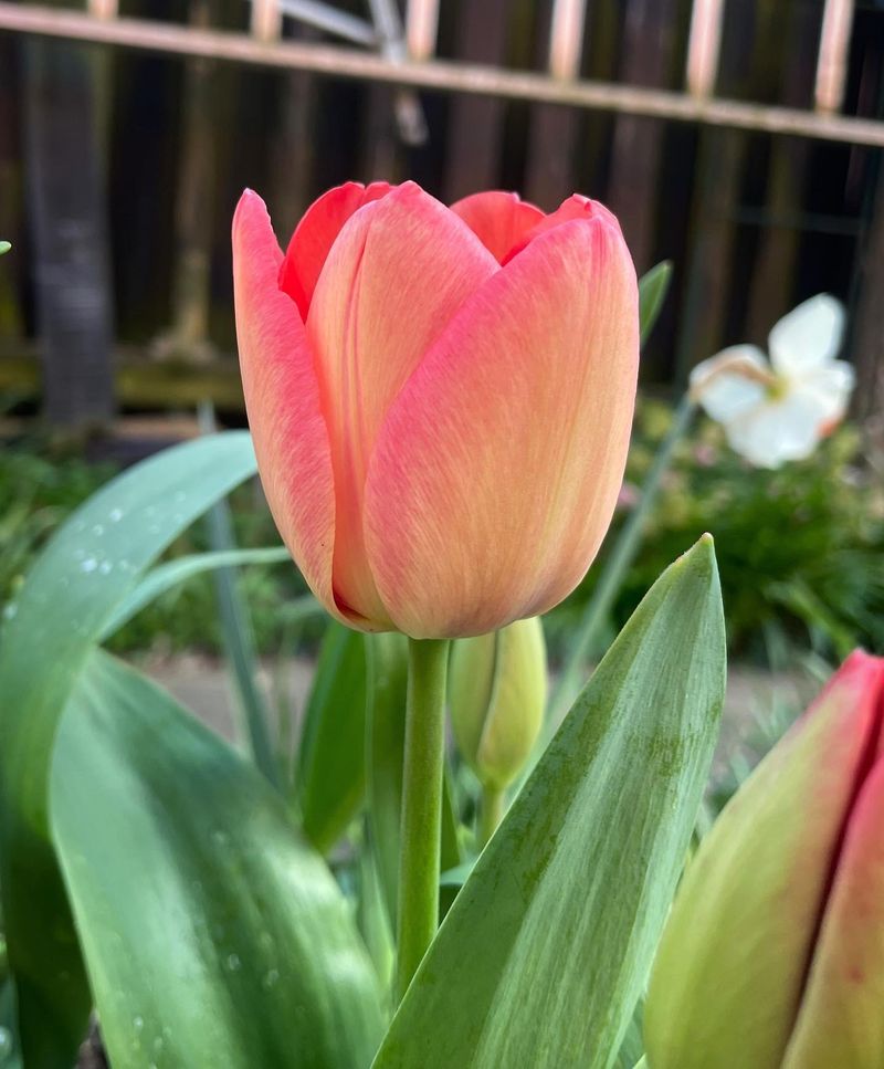 Early Tulips