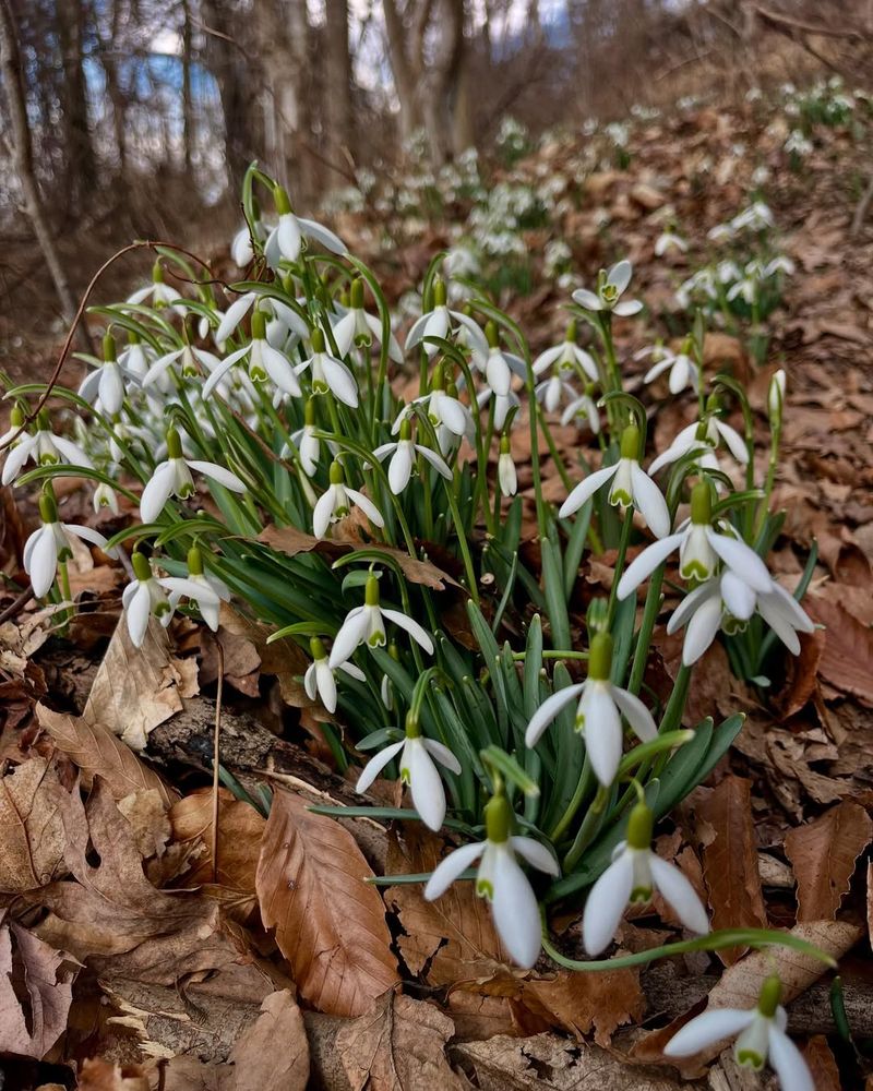 Snowdrops