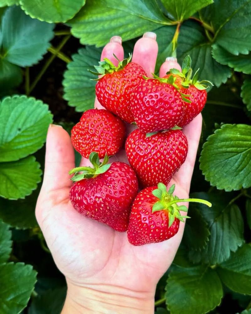 Strawberries That Keep Producing In Raised Beds