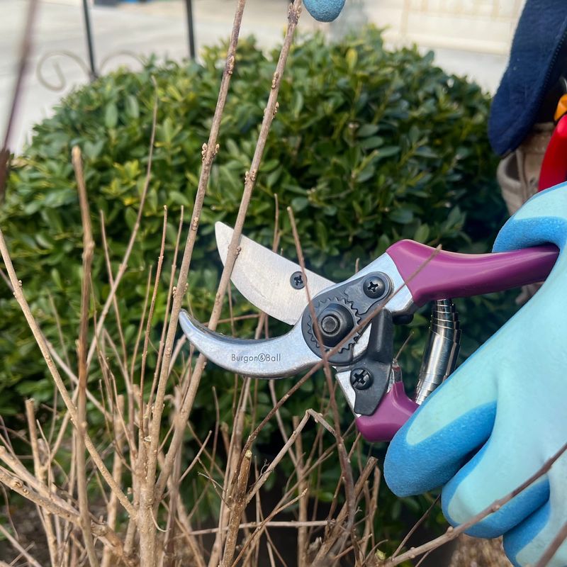 Summer-Blooming Hydrangeas