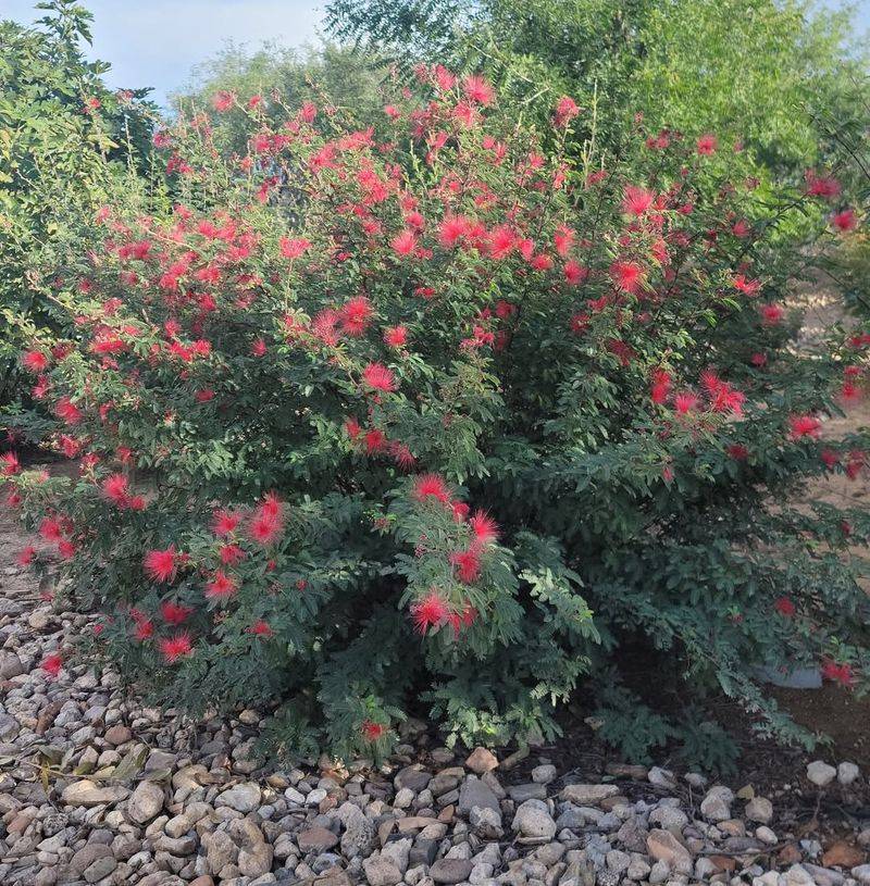 Sparse Shrubs With Clear Sightlines For Quick Escape