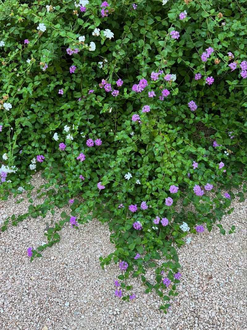 Trailing Lantana Covers Bare Soil With Long-Lasting Color