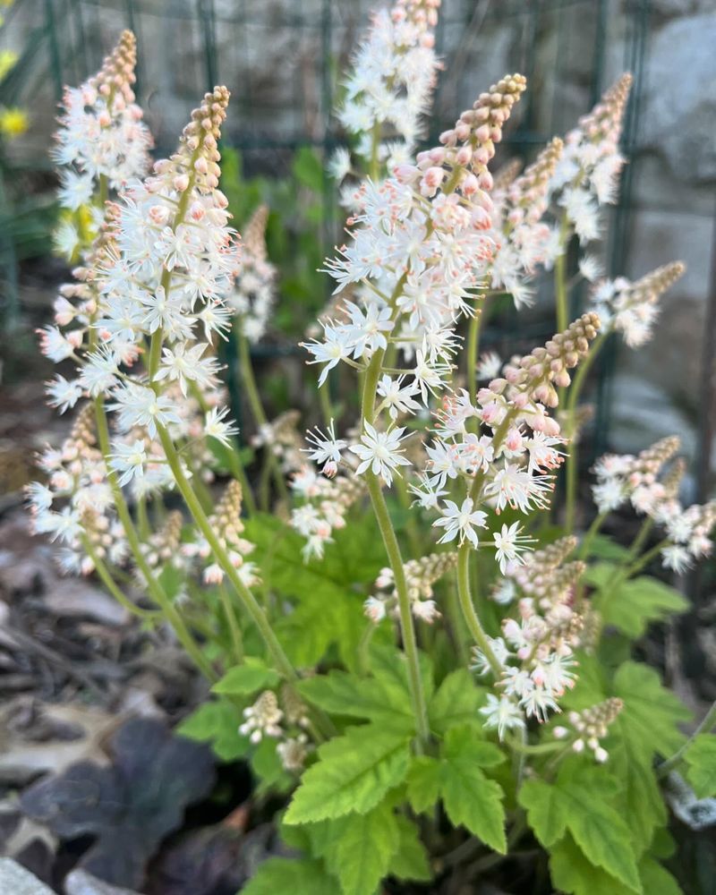 Foamflower (Tiarella Cordifolia)