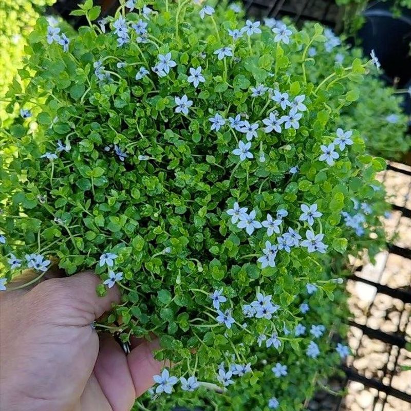 Blue Star Creeper Fills Small Spaces With Delicate Color