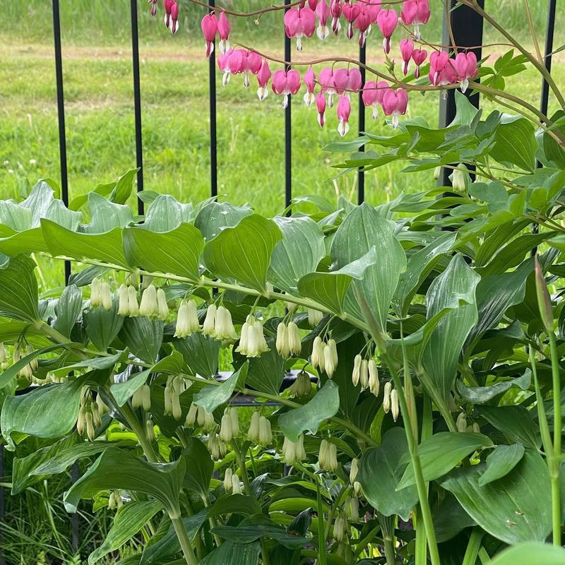 Solomon's Seal Adds Graceful Arching Stems To Quiet Corners