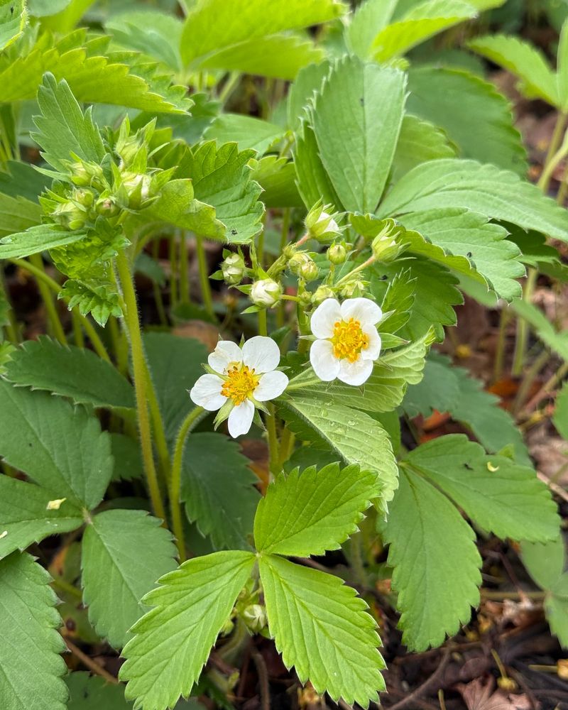 Wild Strawberry Spreads Fast And Feeds Pollinators