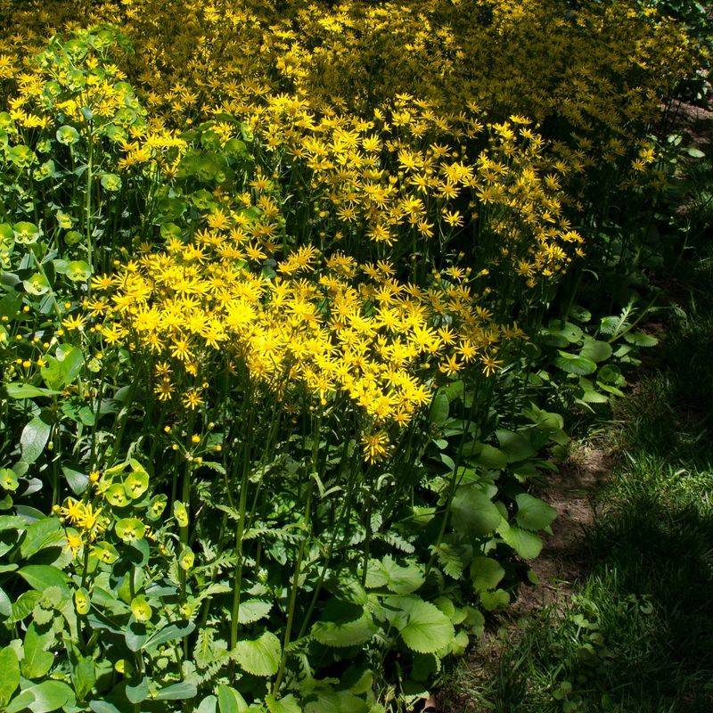 Golden Ragwort Spreads Fast In Moist Georgia Soil