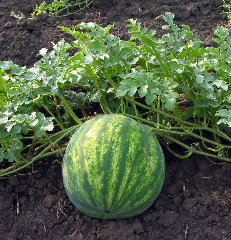 Watermelon (Citrullus Lanatus)