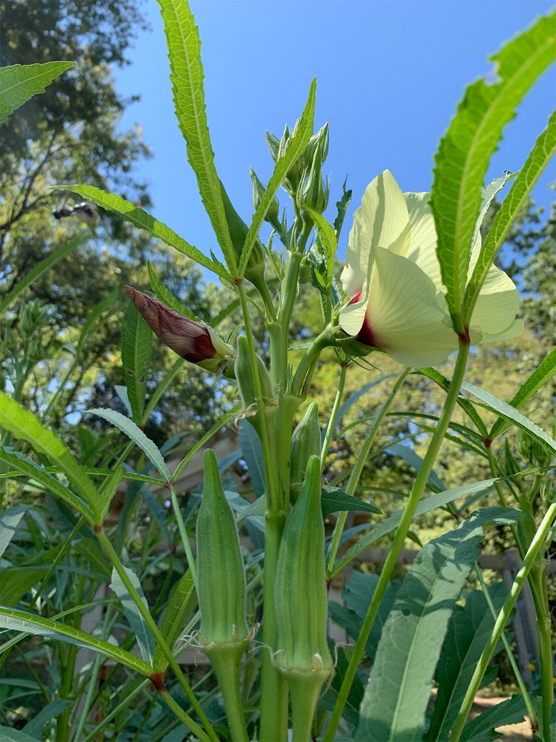 Okra (Abelmoschus Esculentus)