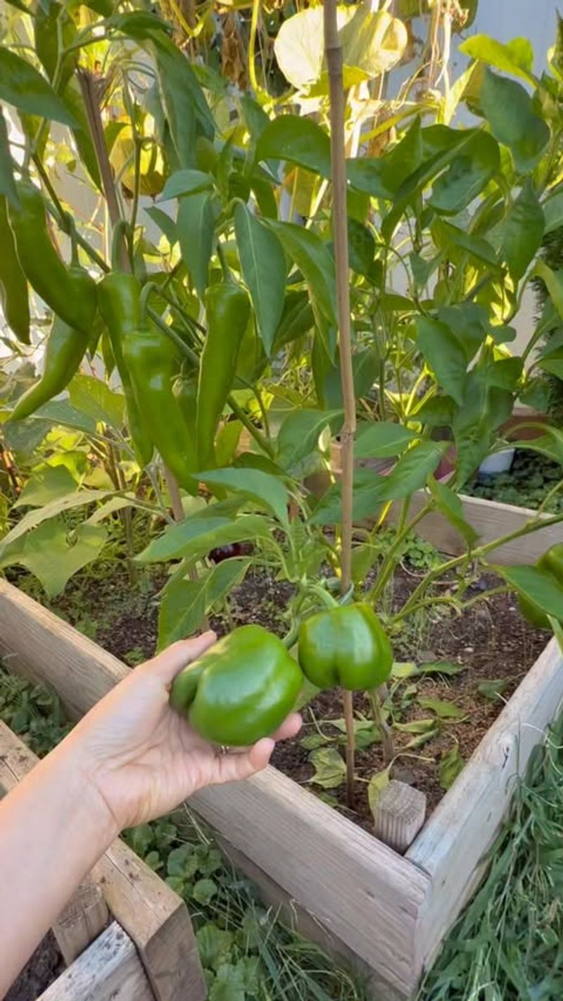 Bell Peppers (Capsicum annuum)